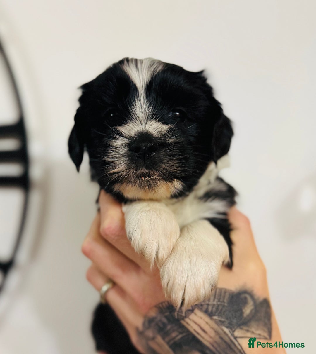 Tibetan Terrier dogs for sale: KC Reg, Fully Health Tested Tibetan Pups - Image 5
