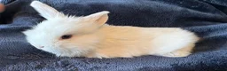 Mini Lop rabbits for sale: Pure bred mini lop bunnies - Advert 8