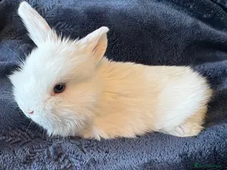 Mini Lop rabbits Pure bred mini lop bunnies - Advert 9