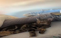 Bengal cats for sale: Male cat - Image 2