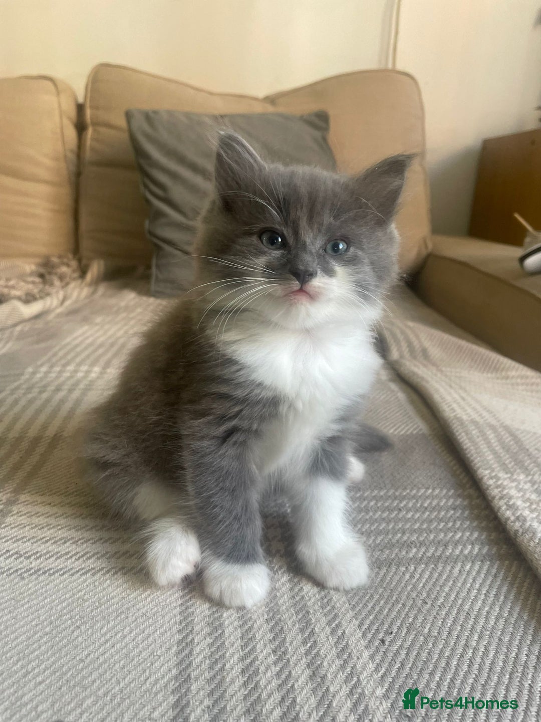 Ragdoll cats for sale: Stunning Half Ragdolls kittens - Image 2