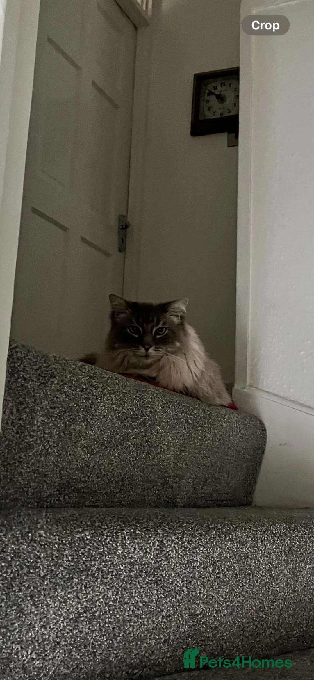 Ragdoll cats for sale: Two Male Adult Ragdolls (Together) - Advert 4