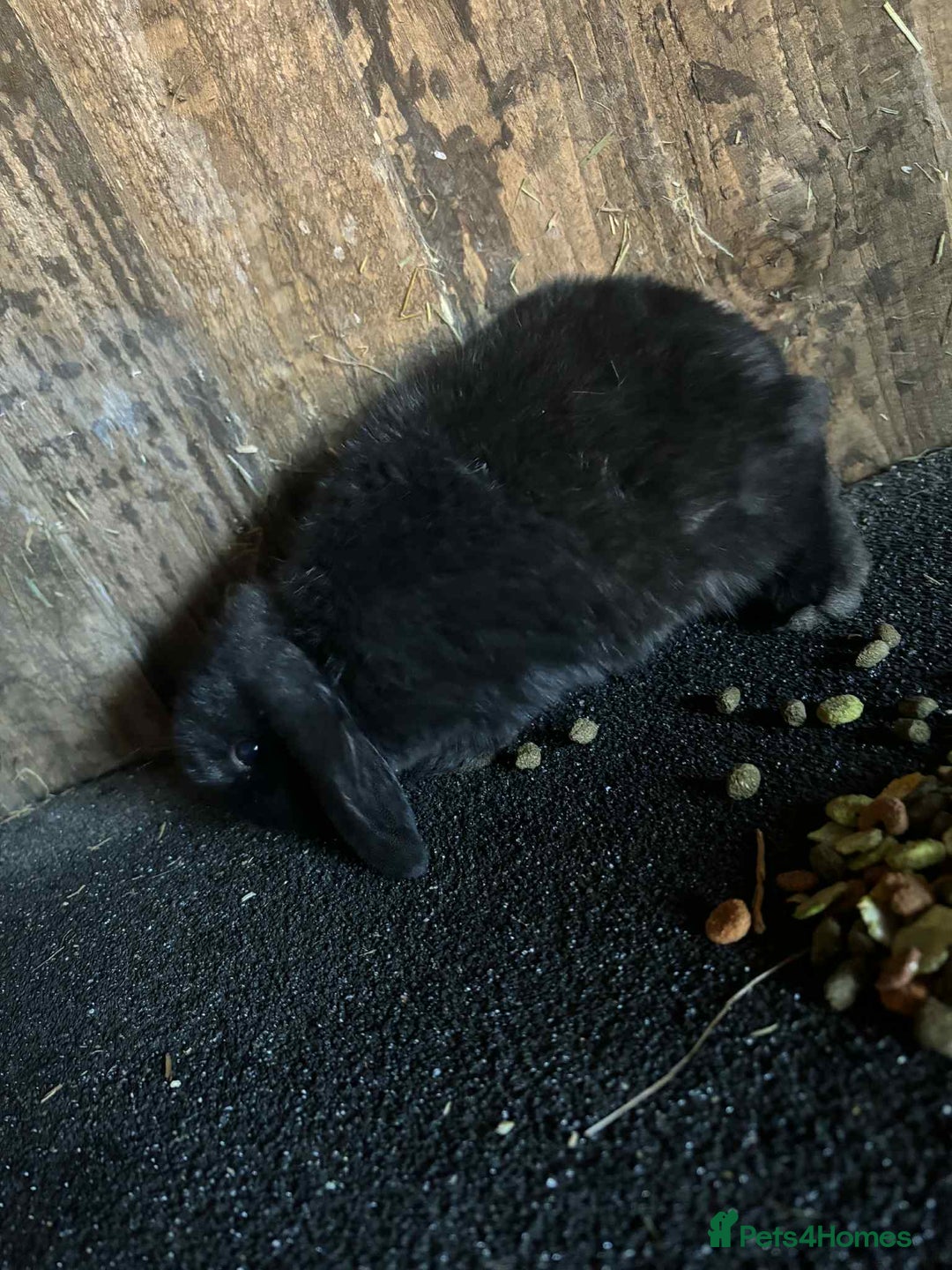 Mini Lop rabbits for sale: Baby mini lop rabbits - Advert 9