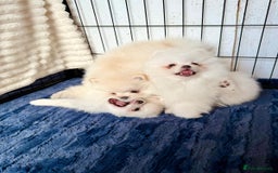 Pomeranian dogs for sale: 🐾✨ Rare White Extra Tiny Size Pomeranian Puppies  - Image 9