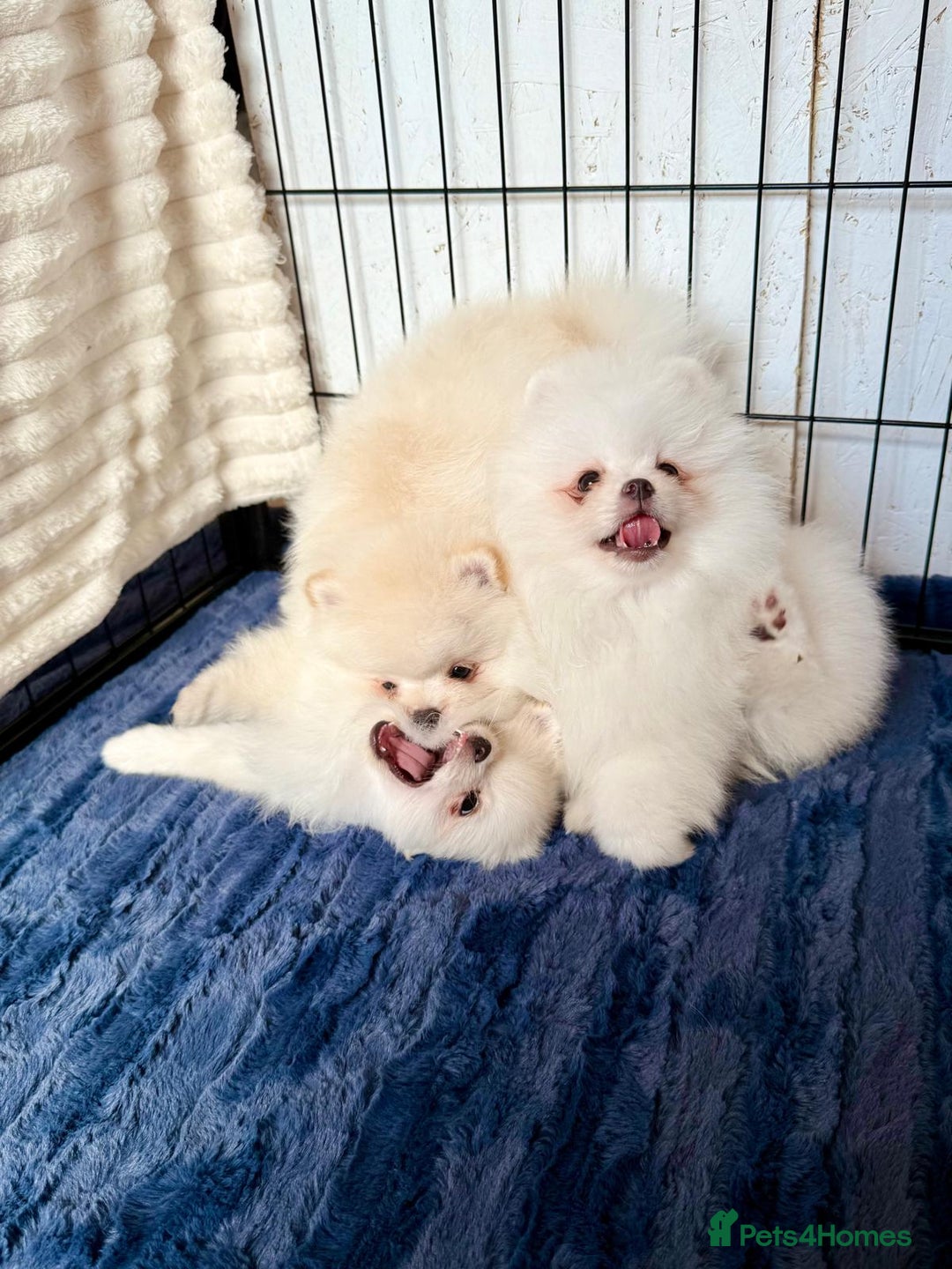 Pomeranian dogs for sale: 🐾✨ Rare White Extra Tiny Size Pomeranian Puppies  - Image 9