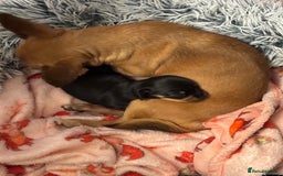 Chiweenie dogs for sale: 3 Beautiful chiwennie Girls - Advert 3