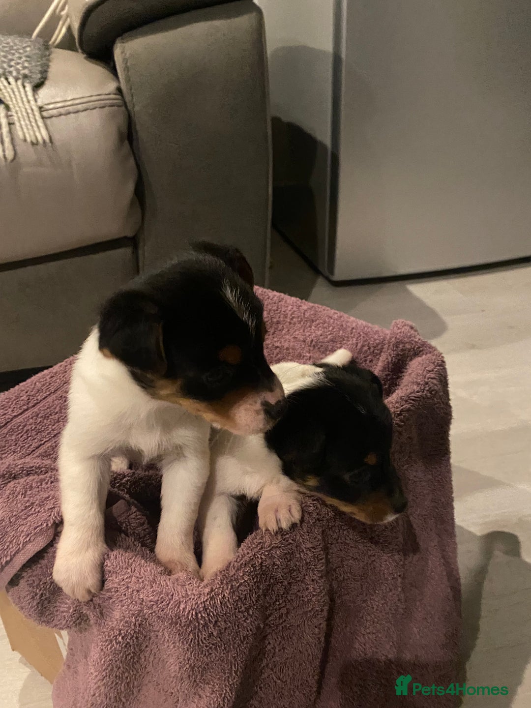 Jack Russell dogs for sale: My beautiful Jack Russell puppies available - Advert 11