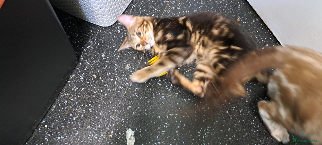 Bengal cats for sale: Pure Female Bengal Kitten £250 - Image 11