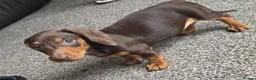 Miniature Dachshund dogs for sale: Stunning miniature dachshund puppies - Advert 30