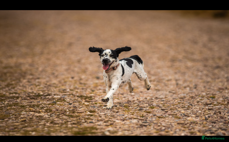 Mixed Breed dogs - Advert 2