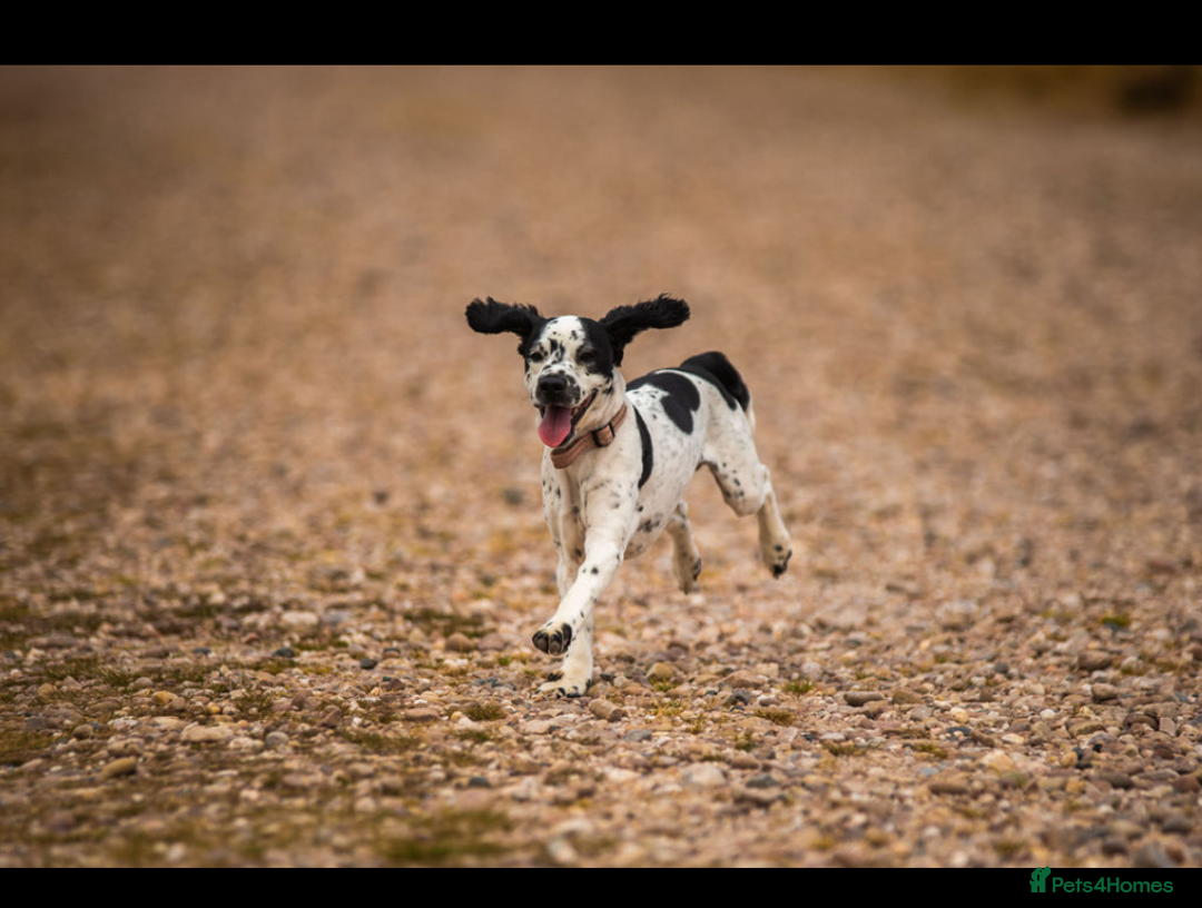 Mixed Breed dogs for stud: Smudge  - Image 1