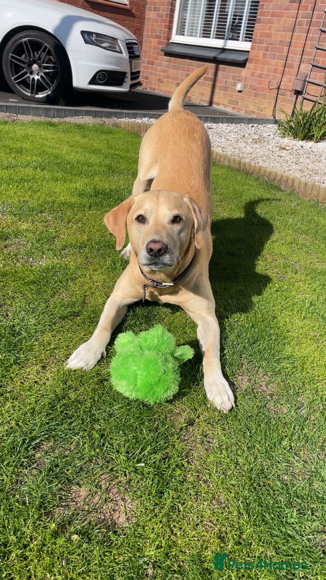 Labrador Retriever dogs for stud: 🌟Stunning Stud Dog Marley – Excellent Nature🌟 - Image 7
