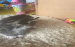 Bengal cats for sale: Part bengal kittens  - Image 13