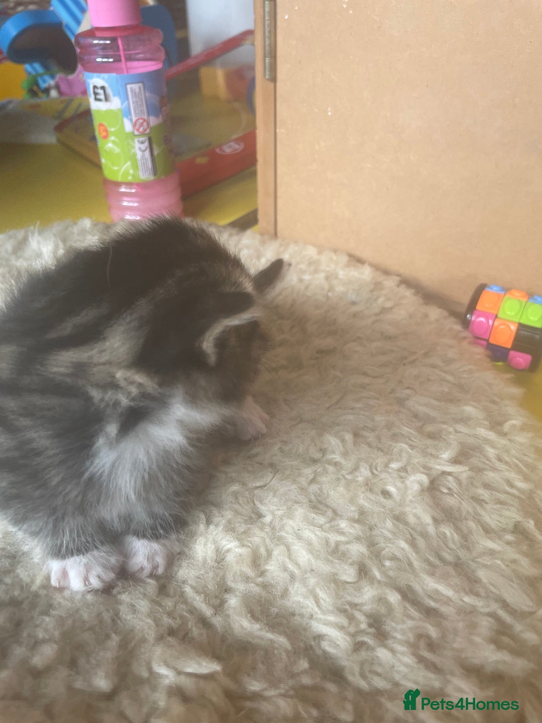 Bengal cats for sale: Part bengal kittens  - Image 13
