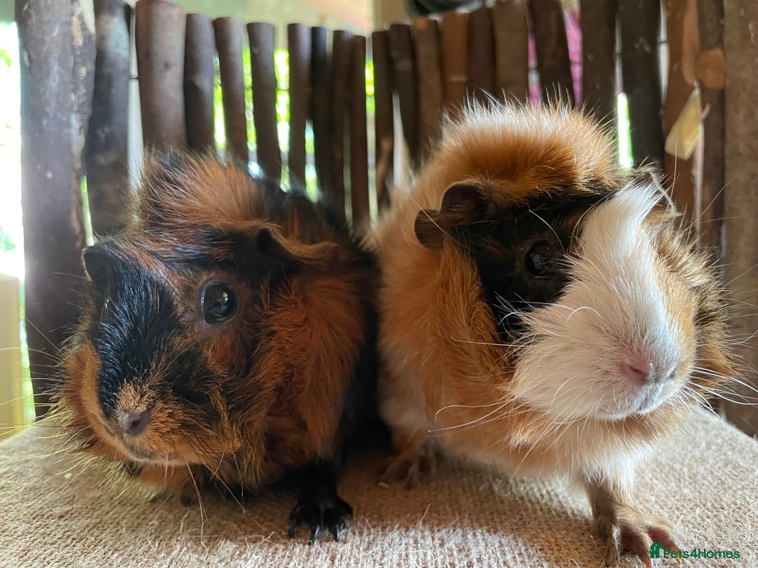 Abyssinian Guinea Rare Guinea Pigs For Sale Abyssinian Guinea