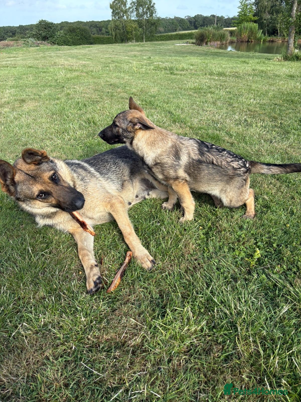 German Shepherd dogs  1 Beautiful Female German Shepherd for Sale  - Advert 7