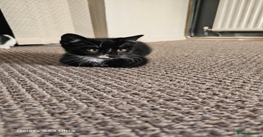 Mixed Breed cats - Advert 9