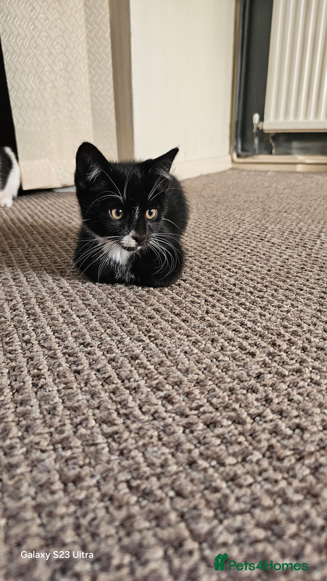 Mixed Breed cats for sale: Kittens for sale  - Image 5