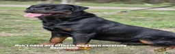 Rottweiler dogs for stud: Rottweiler for stud only  - Advert 11
