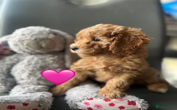 Poochon dogs - Advert 5