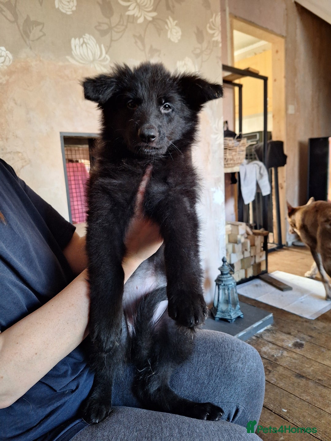 German Shepherd dogs for sale: 10 Healthy Beautiful German shepherds - Image 13