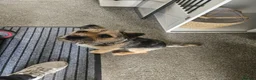 Border Terrier dogs for sale: Border terrier puppies  - Advert 11