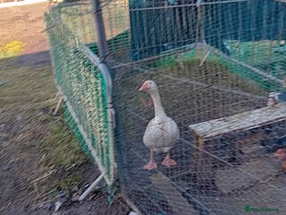 Chickens poultry 7 Egg laying chickens 3 egg laying ducks + goose - Advert 3