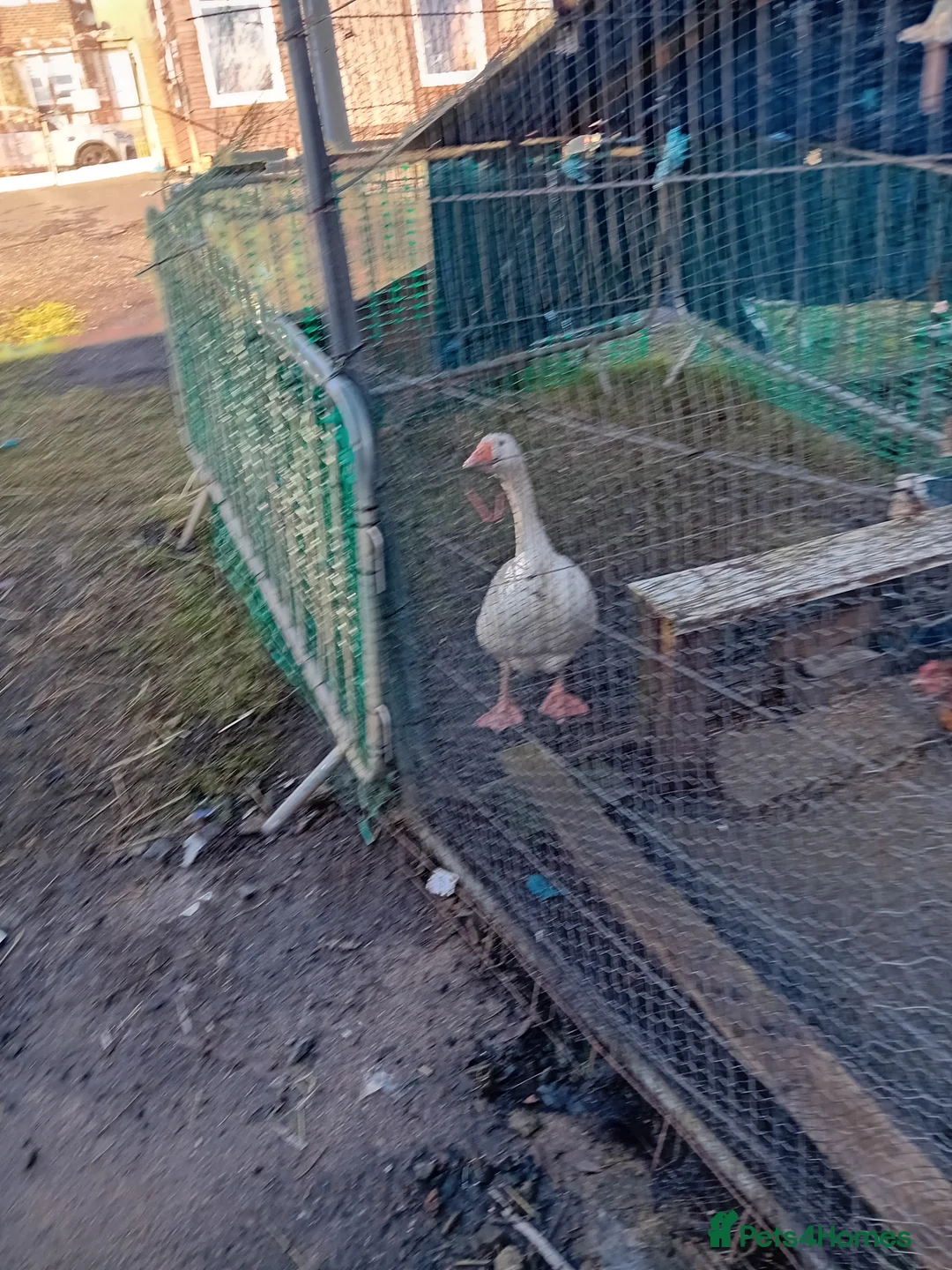Chickens poultry for sale: 7 Egg laying chickens 3 egg laying ducks + goose  - Advert 1