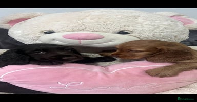 Cocker Spaniel dogs Stunning full pedigree show cocker spaniels  - Advert 5