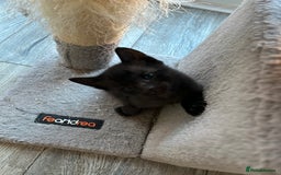 Siamese cats for sale: Siamese Cross Kittens - Image 9
