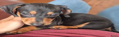 Miniature Dachshund 3