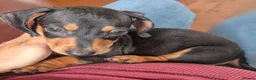 Miniature Dachshund dogs for sale: *£650* Miniature Dachshund Ready to go last male - Advert 5