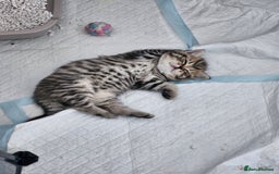British Shorthair cats for sale: GCCF Active British Shorthair Kittens  - Image 7