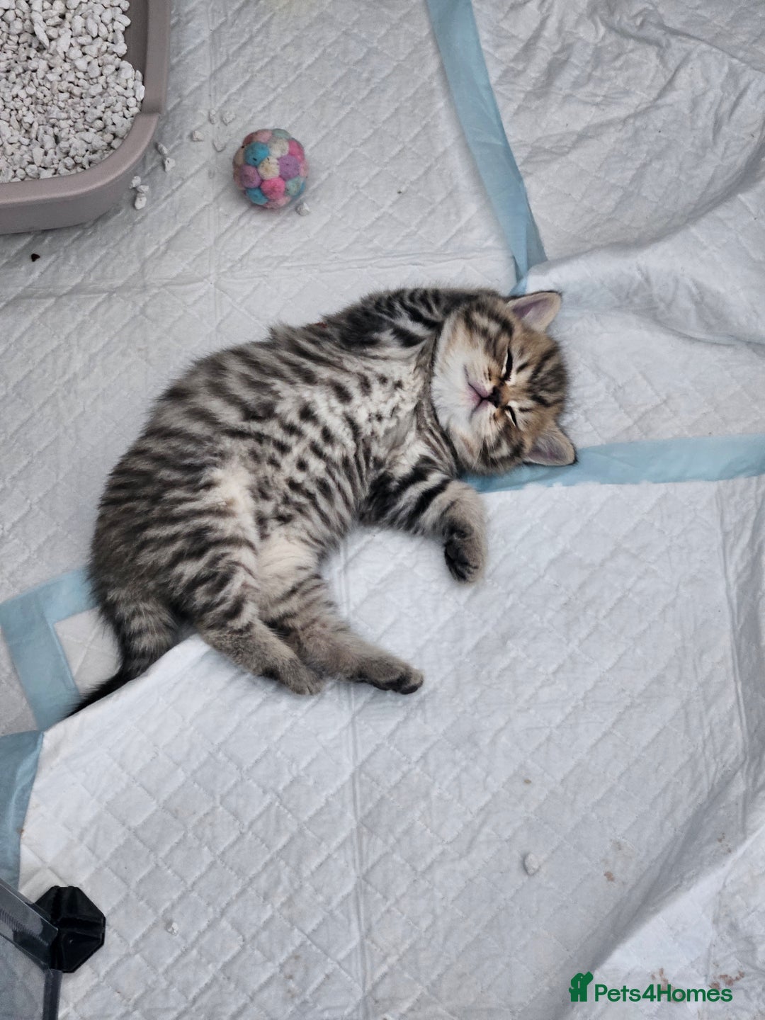 British Shorthair cats for sale: GCCF Active British Shorthair Kittens  - Image 7