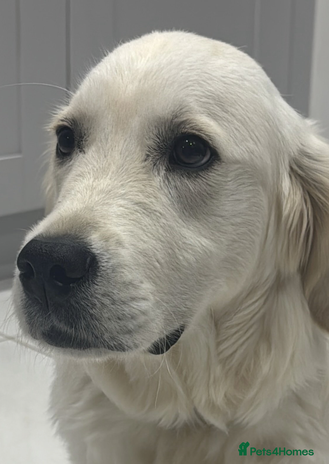 Golden Retriever dogs for sale: Trained Golden Retriever boy  - Image 4