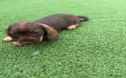 Miniature Dachshund dogs for sale: MINITURE DACHSHUNDS  - Image 3