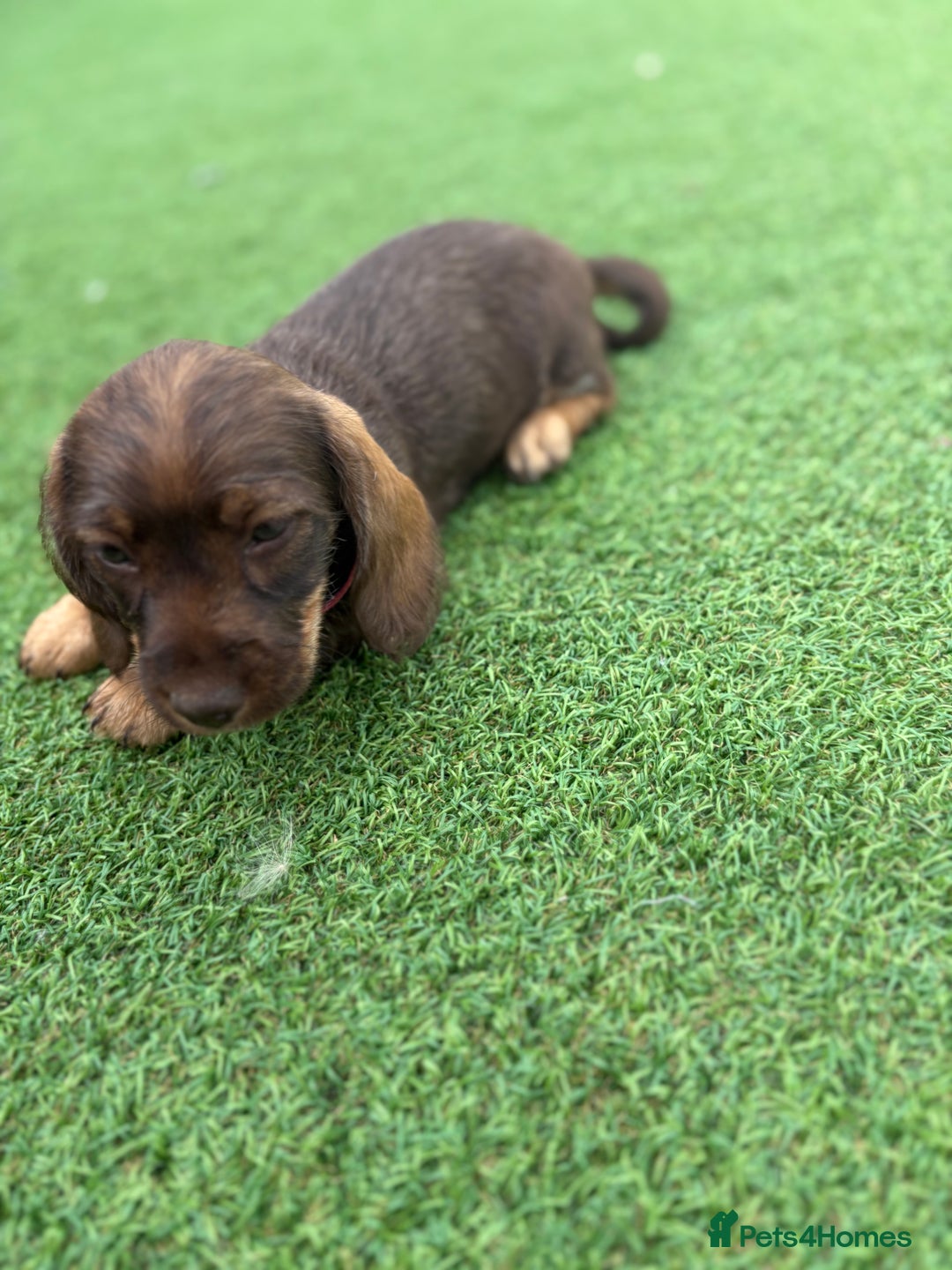 Miniature Dachshund dogs for sale: MINITURE DACHSHUNDS  - Image 3