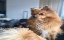 Pomeranian dogs for sale: Lovely dog for sale  - Image 1