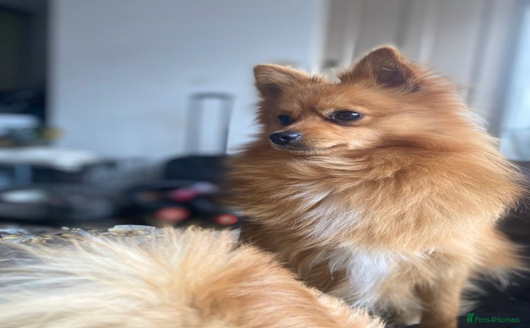 Pomeranian dogs - Advert 1