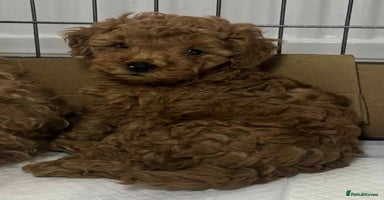 Toy Poodle dogs - Advert 6