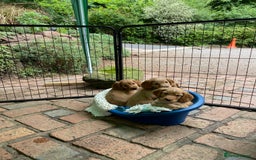 Cocker Spaniel dogs for sale: Stunning Top Working Cocker Spaniel Puppies - Image 9