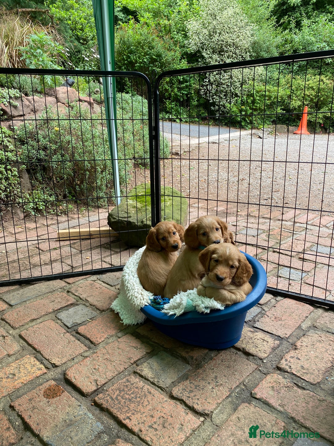 Cocker Spaniel dogs for sale: Stunning Top Working Cocker Spaniel Puppies - Image 9