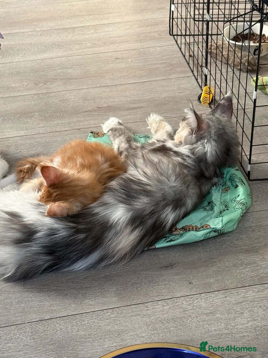 Maine Coon cats for sale: Xl Maine coon kittens health tested parents Tica R - Advert 19