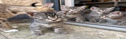Domestic Shorthair cats for sale: Ready now, tabby kittens  in Preston - Advert 1