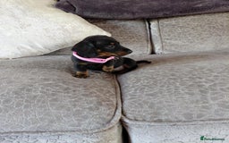 Miniature Dachshund dogs for sale: Ready now miniature dachshunds boy - Image 29
