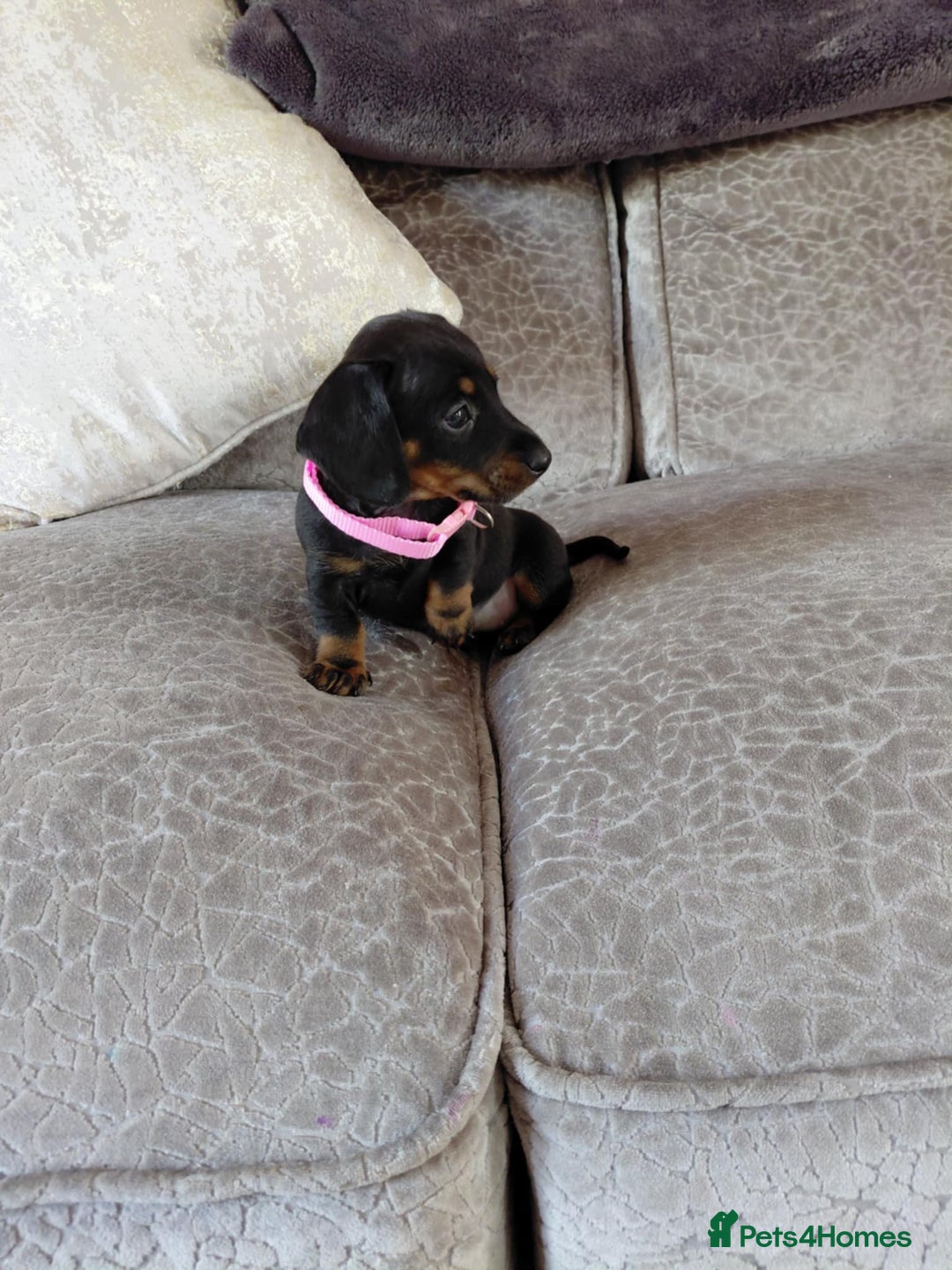 Miniature Dachshund dogs for sale: Ready now miniature dachshunds boy - Image 29