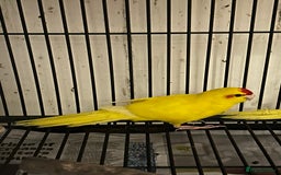 Parakeets birds for sale: Various Stunning Baby Buttercup Kakarikis  - Image 2