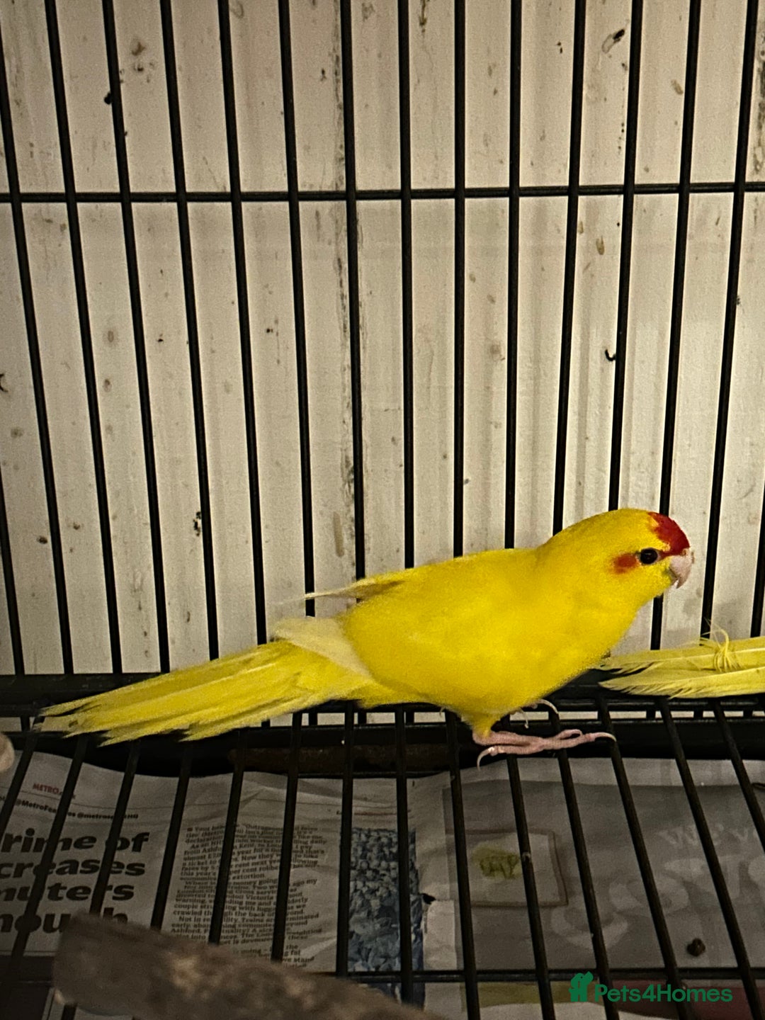 Parakeets birds for sale: Various Stunning Baby Buttercup Kakarikis  - Image 2