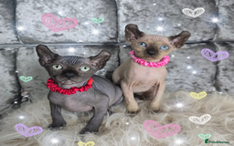 Sphynx cats for sale: 💙LITTLE BOY🩵Sphynx Kitten🩵TESTED 🐈  - Image 10