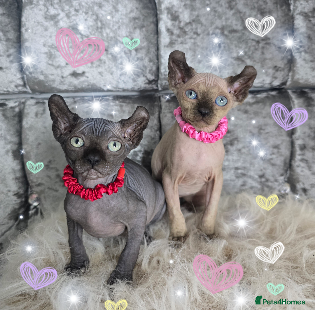 Sphynx cats for sale: 💙LITTLE BOY🩵Sphynx Kitten🩵TESTED 🐈  - Image 10